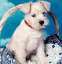 McDuff