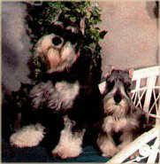 Daisy and Abner