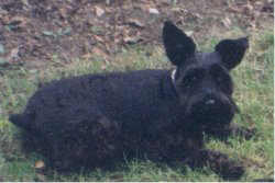 Maxi