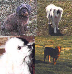 Candy's Family photo