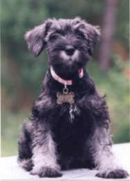Kayleigh pup