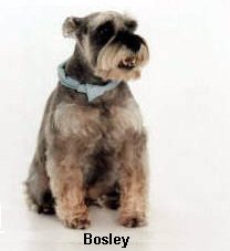 Bosley
