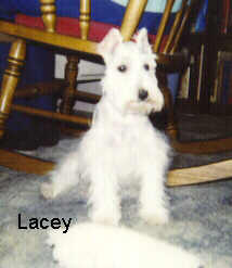 Lacey Photo