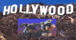 Hollywood Hills