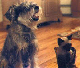 Jesse and Sam Puss&Boots 10K