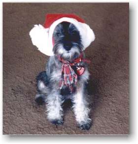 nick xmas photo