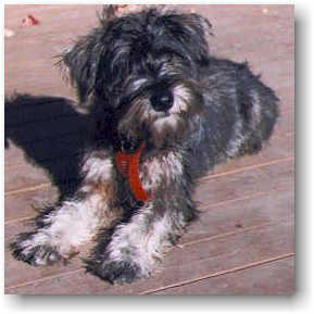 Nick pup photo2