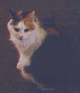Sam photo
