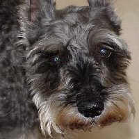 Rosco 12-27-99