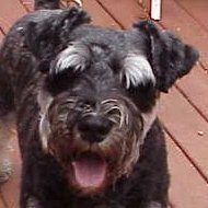 Teddy AKA Sweep 09-23-99