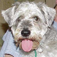 Ziggy 06-02-99