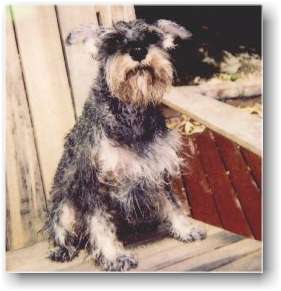 rudy wetdog