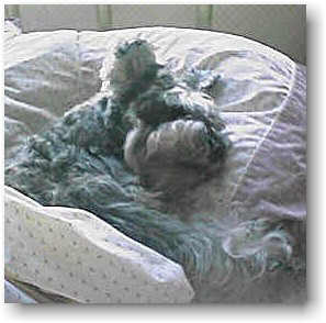 rudy napping