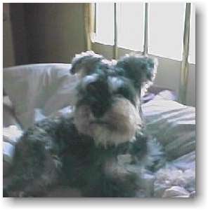 rudy wakeup