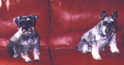 utley and tilly photo
