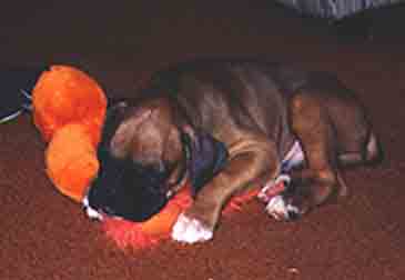 Baby Scrapper with an orange fuzzy toy