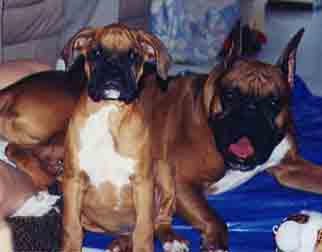 Scrapper and Buster the puppy