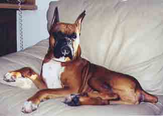 Lounging on the couch