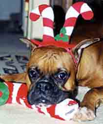 Scrapper Christmas Photo 2001