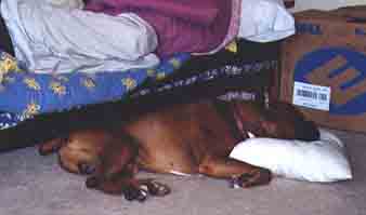 Sleeping under the sofa on moving day