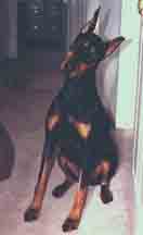 Chara the Doberman hates Scrapper