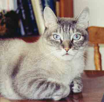 Roscoe the Cat gives the "Roscoe Look"