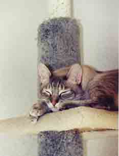 You can't get me here at the top of my cat tree!
