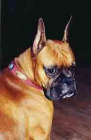 A coy over-the-shoulder look from Scrapper
