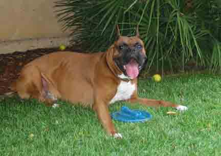 Scrapper Lying with his Frisbie Between his Paws