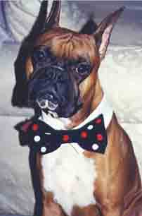 Scrapper with his bowtie on Halloween