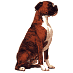 Graphic of sitting Boxer