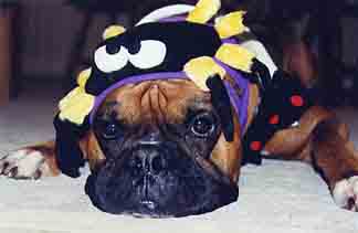 Scrapper with his spider hat on Halloween