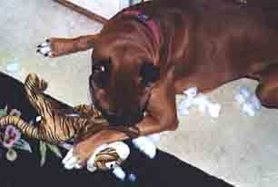 Scrapper destroys a chew toy