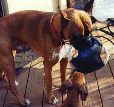 Scrapper and Buster play tug with the frisbie