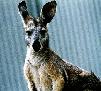 kangaroo
