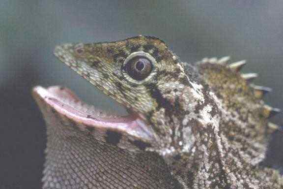 frill neck