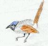 blue wren