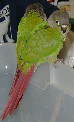 [ Green Cheek Conures ]