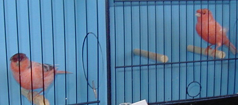 [ Stafford Canaries ]