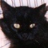 anonymous black cat!