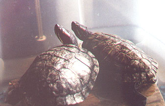 FredSpaz.jpg (26492 bytes)