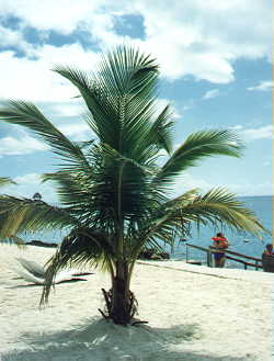 mexico.JPG (14900 bytes)