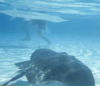 stingray.JPG (8707 bytes)