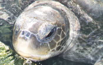 turtle.JPG (12566 bytes)