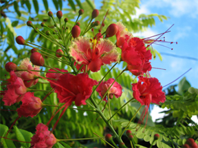 Flamboyant