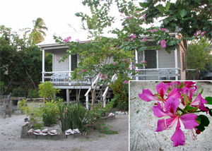 Orchid Tree