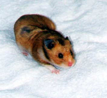 Here is a hamster with visible hip spots.. see the circular patch of fur missing?