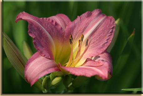 Starburst Lilly