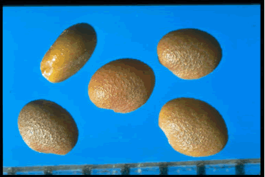 seed photos
