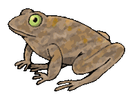Senor Toad Cookers 